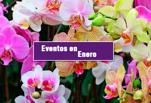 flores en guatemala para eventos en enero
